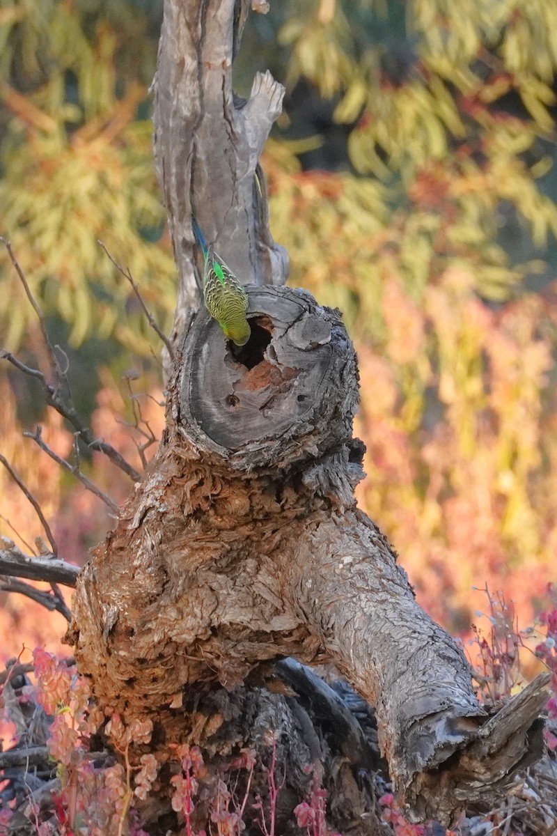 Budgerigar - ML624208733