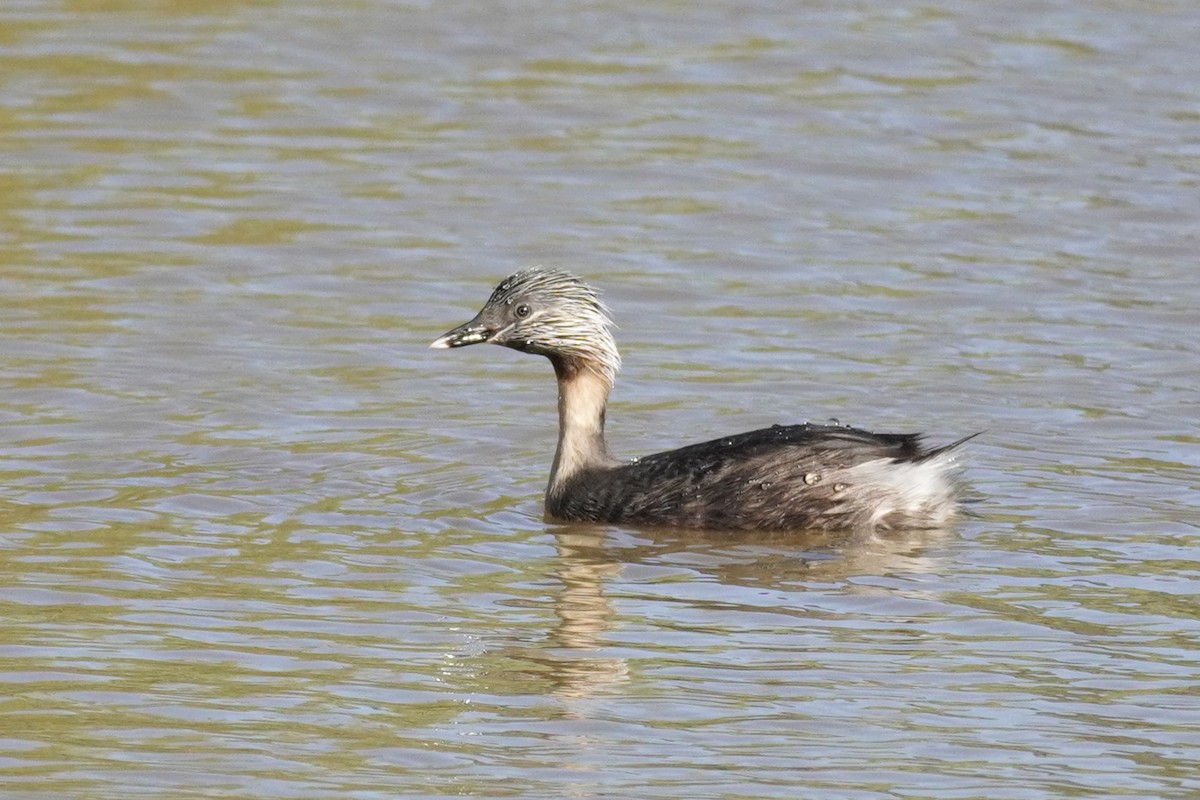 Hoary-headed Grebe - ML624208737