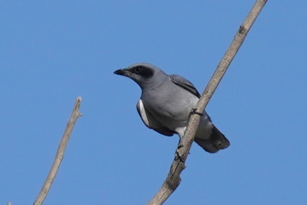 Black-faced Cuckooshrike - ML624208746