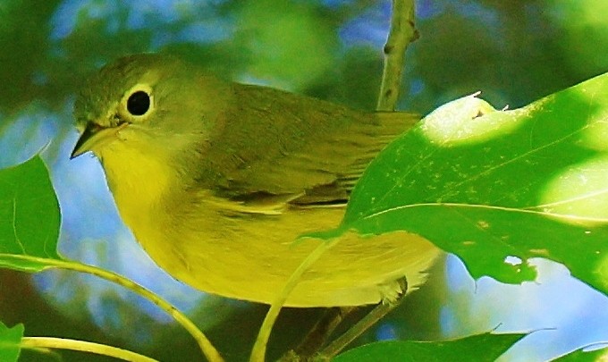 Nashville Warbler - ML624208748