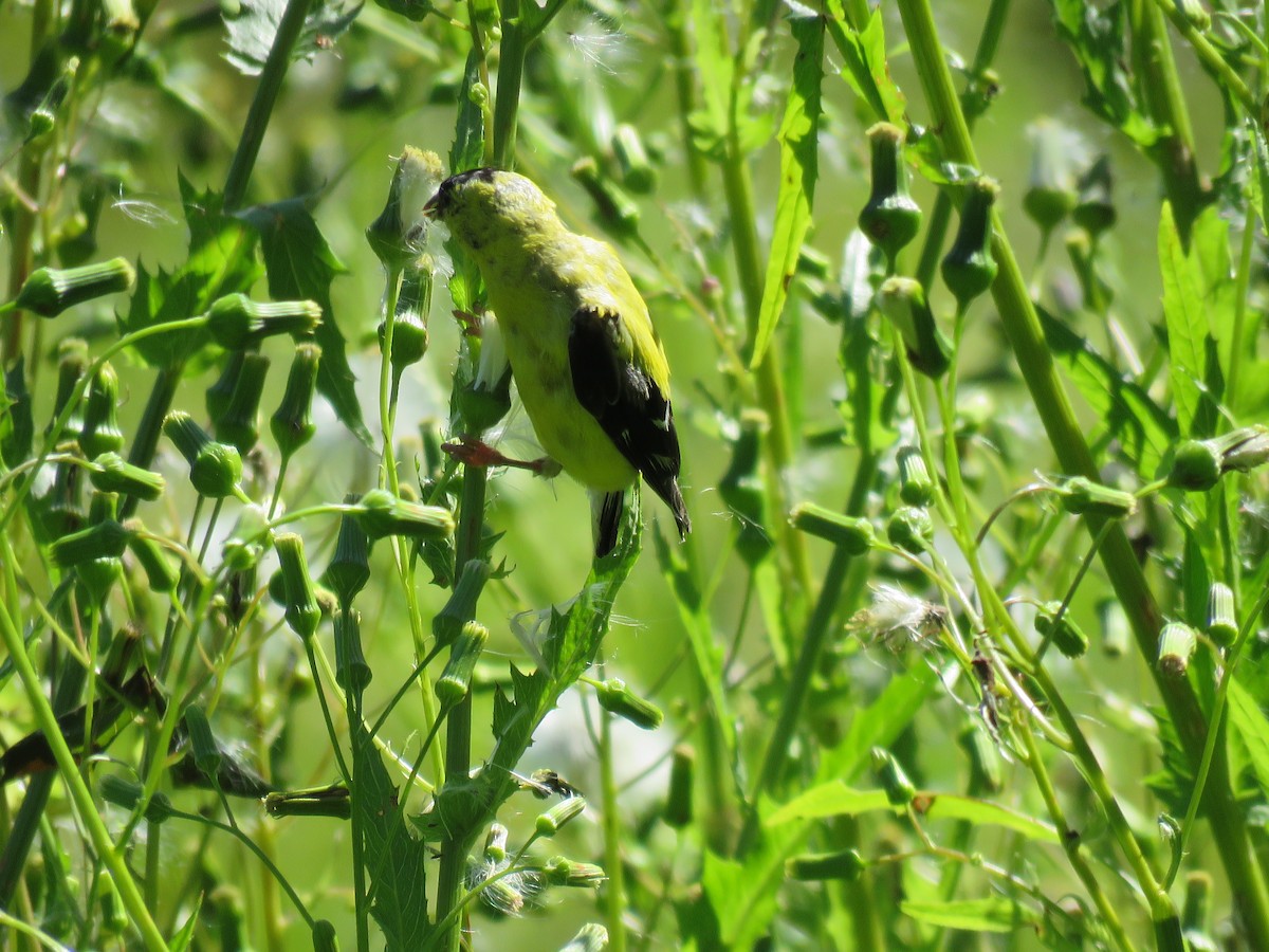 American Goldfinch - ML624208751