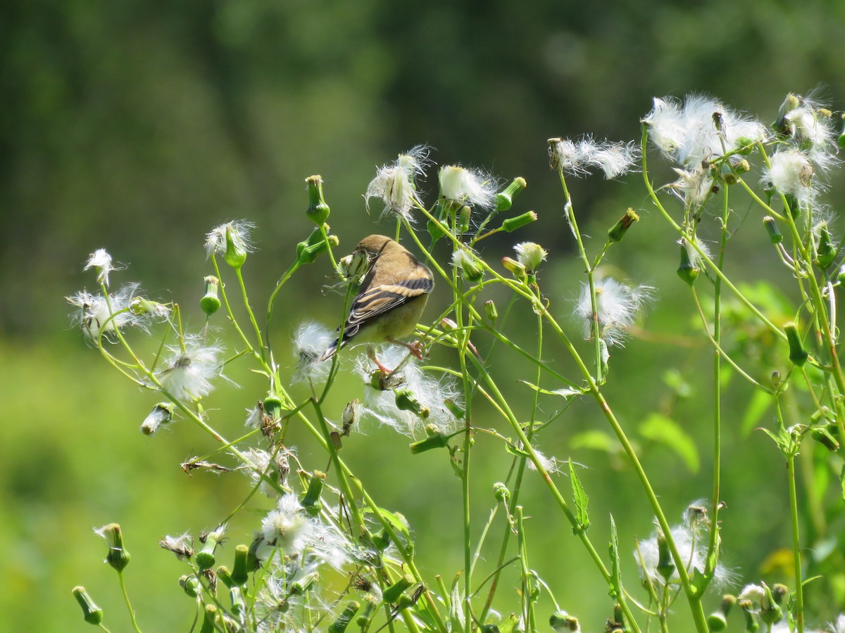 American Goldfinch - ML624208752