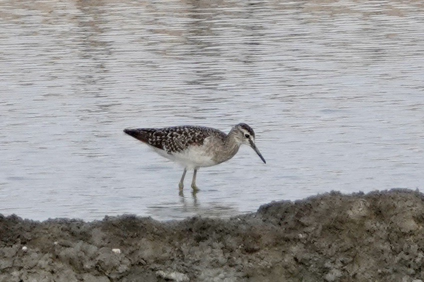 Wood Sandpiper - ML624208757