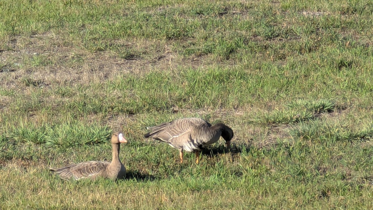 Greater White-fronted Goose - ML624208762