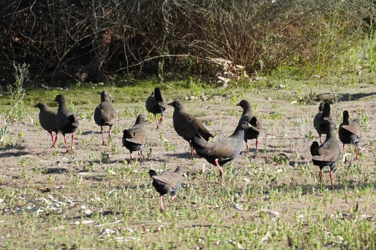 Black-tailed Nativehen - ML624208763