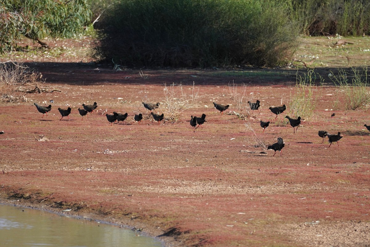 Black-tailed Nativehen - ML624208765