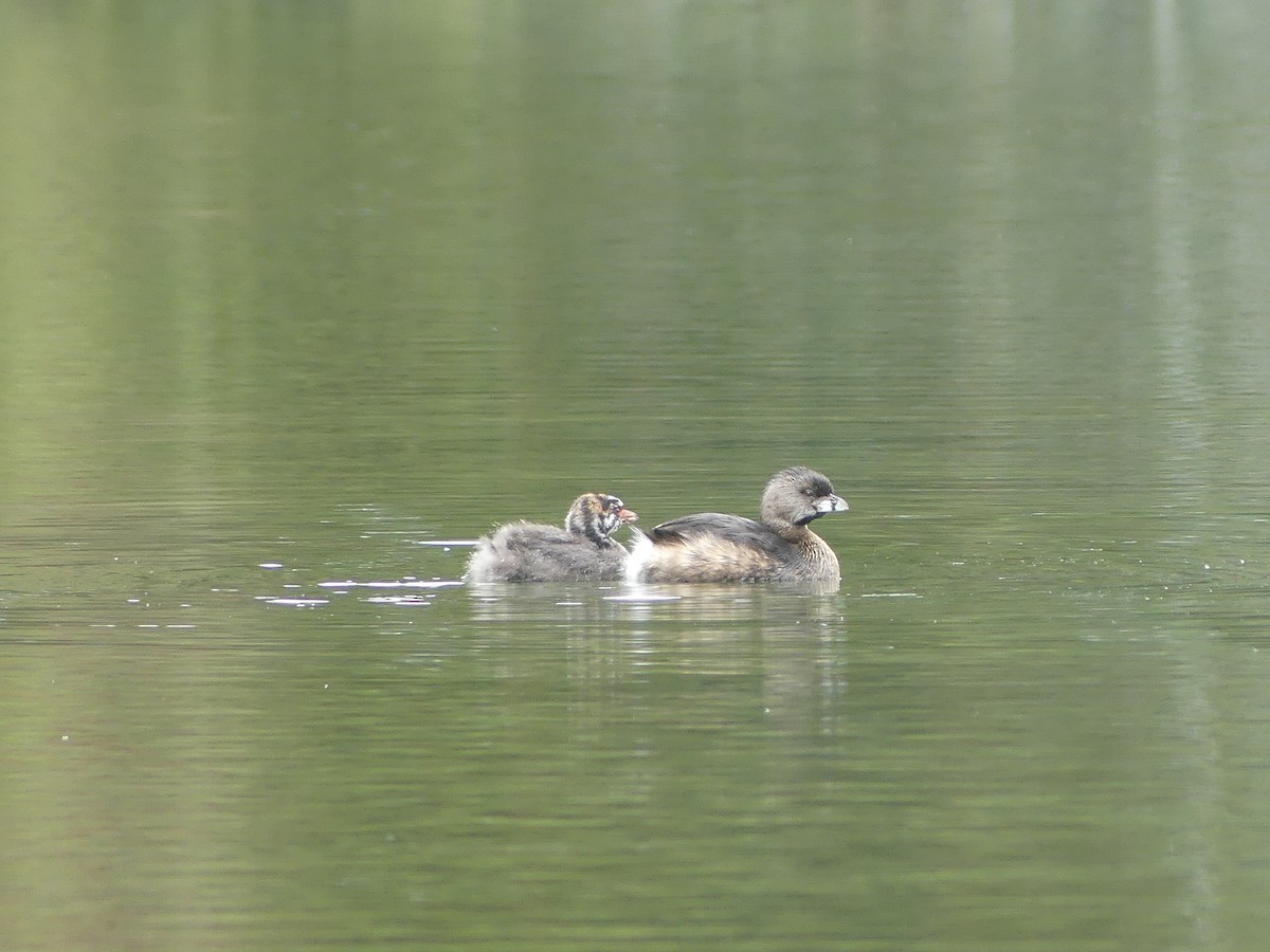 Pied-billed Grebe - ML624208806