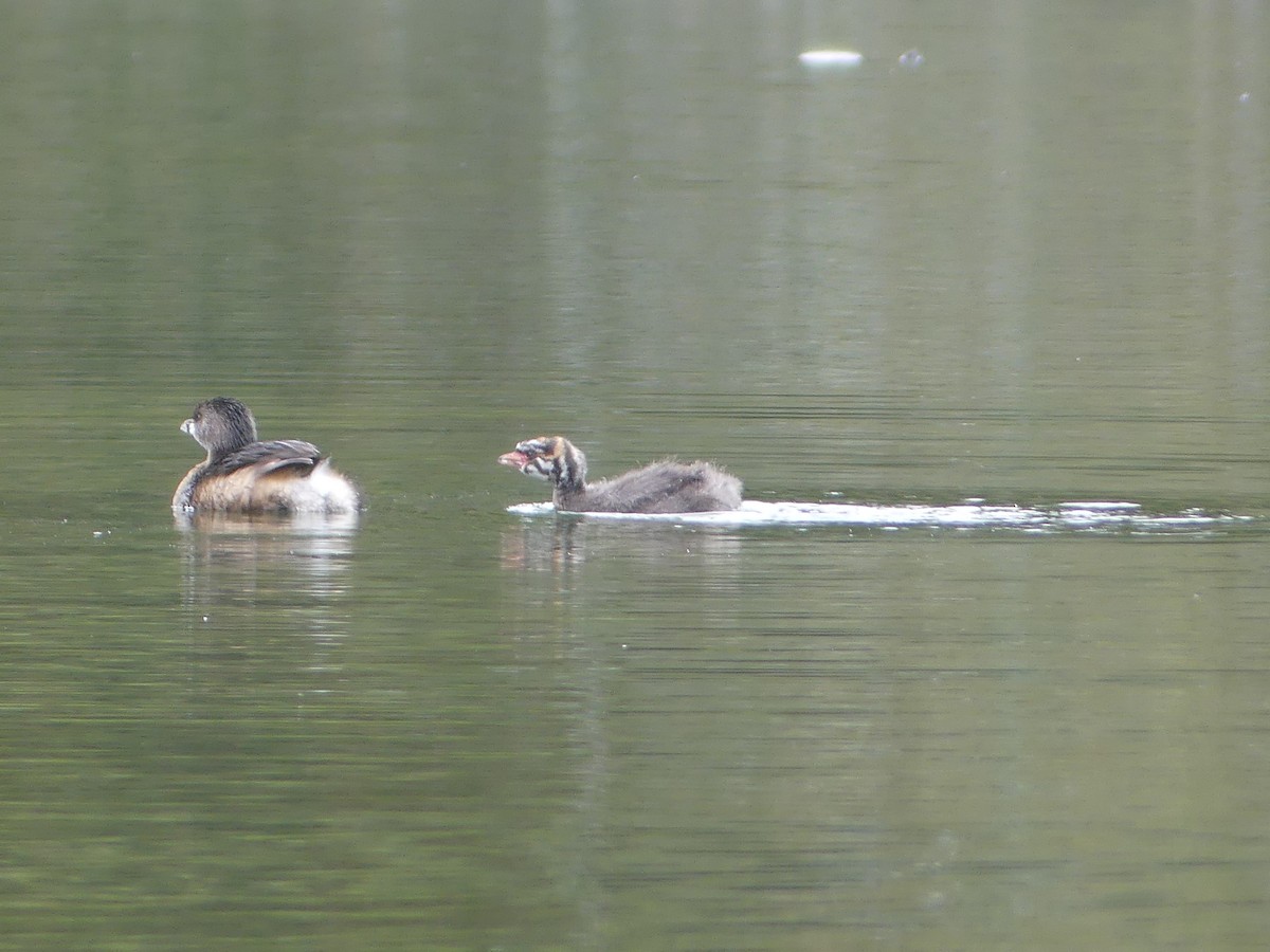 Pied-billed Grebe - Anonymous