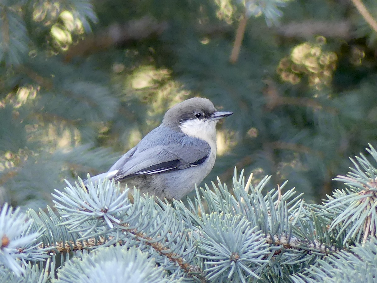 Pygmy Nuthatch - ML624208814