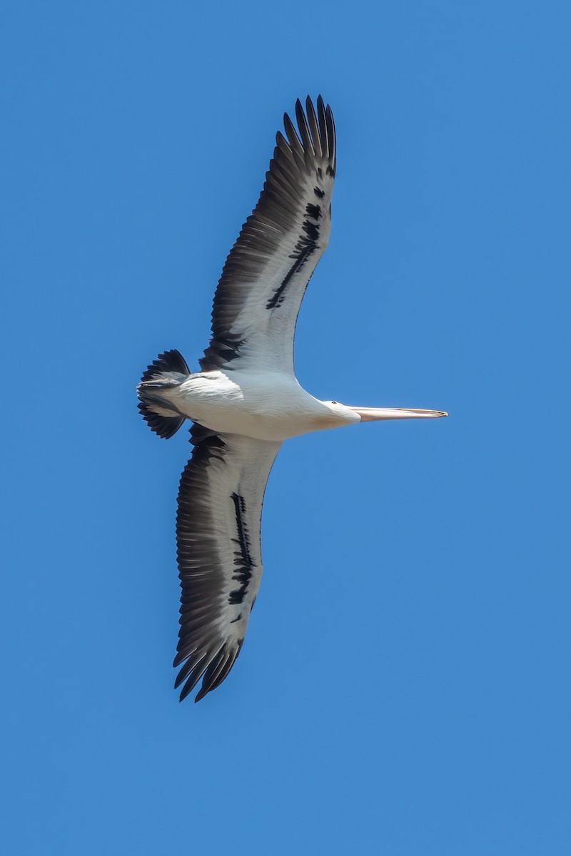 Australian Pelican - ML624208817