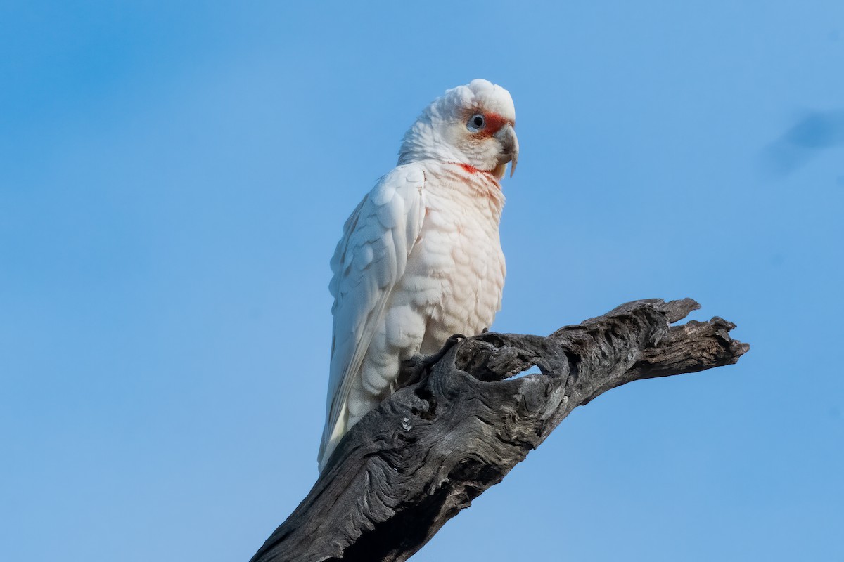 Long-billed Corella - ML624208820