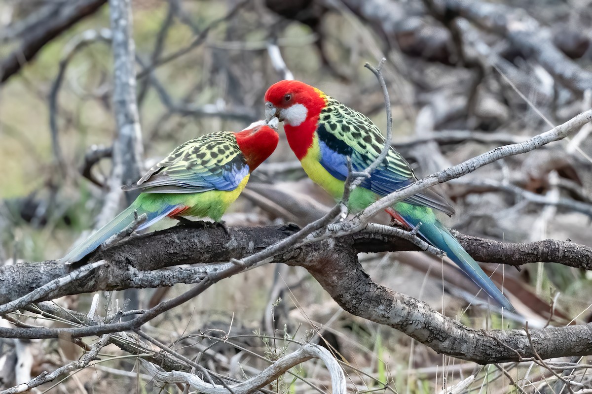 Rosella orientale - ML624208821