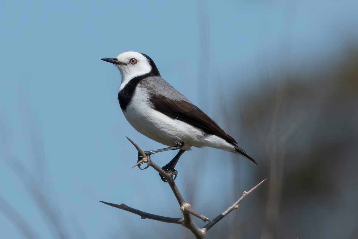 White-fronted Chat - ML624208824