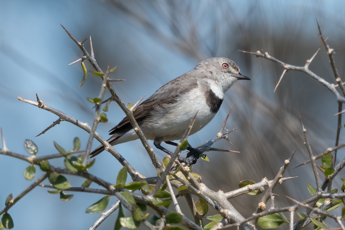 White-fronted Chat - ML624208825