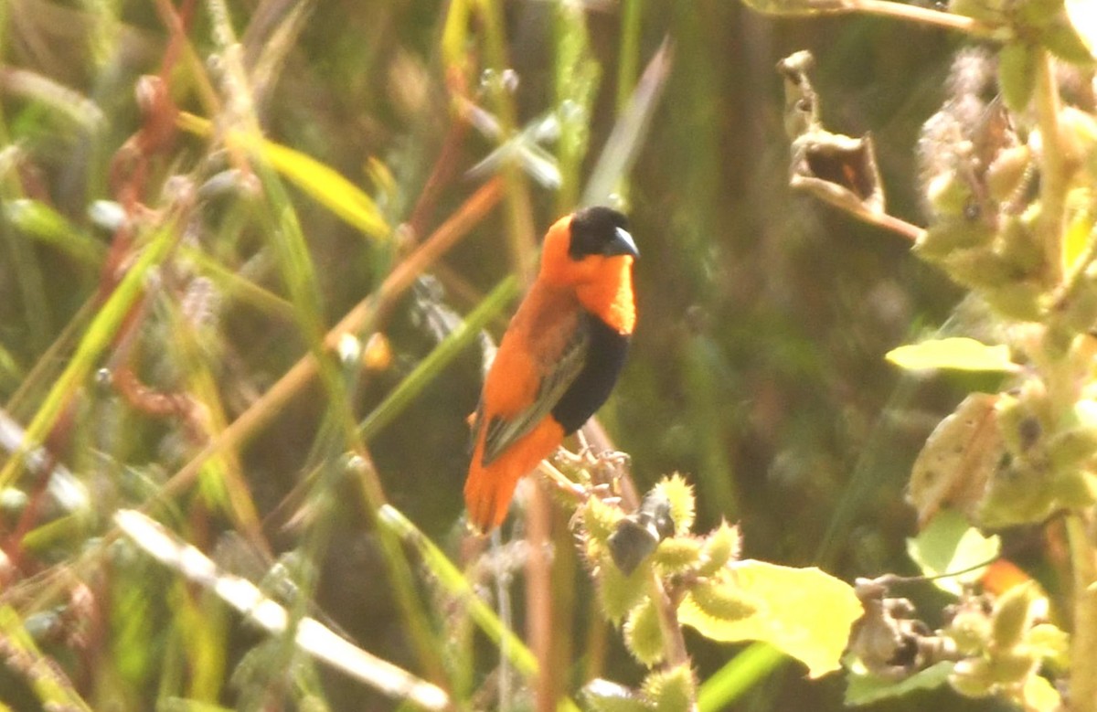 Vescovo arancio - ML624208837