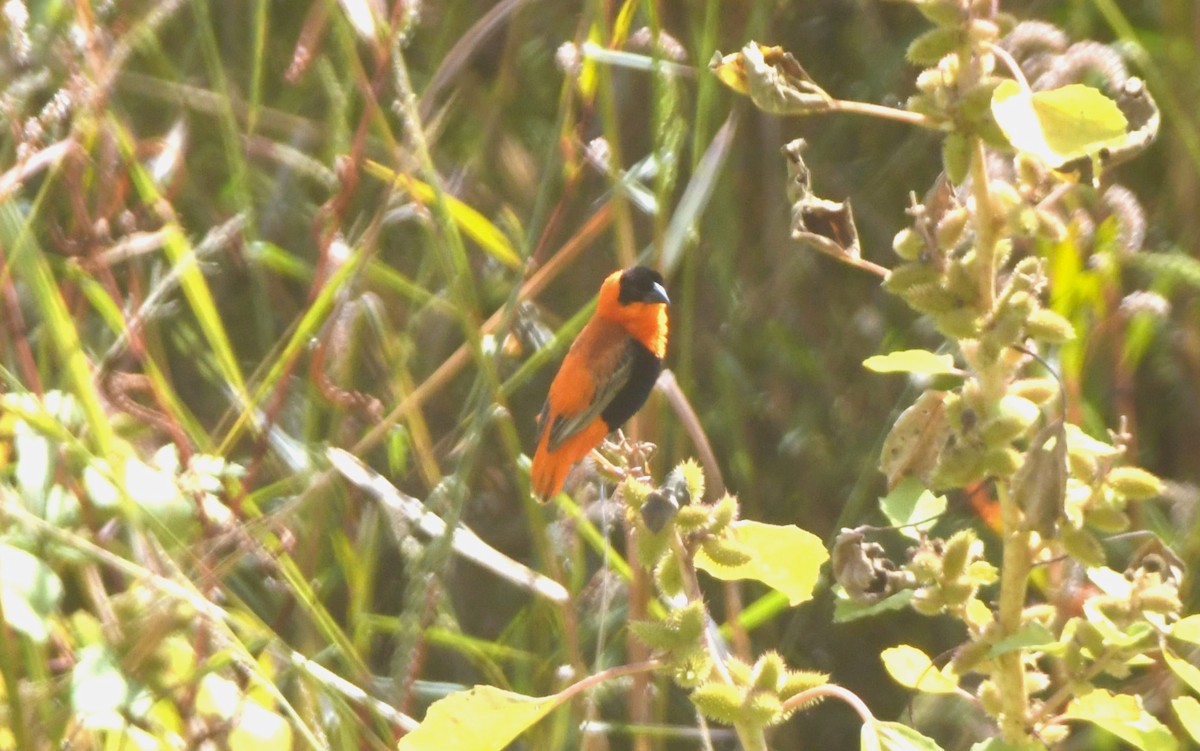 Northern Red Bishop - John Dreves