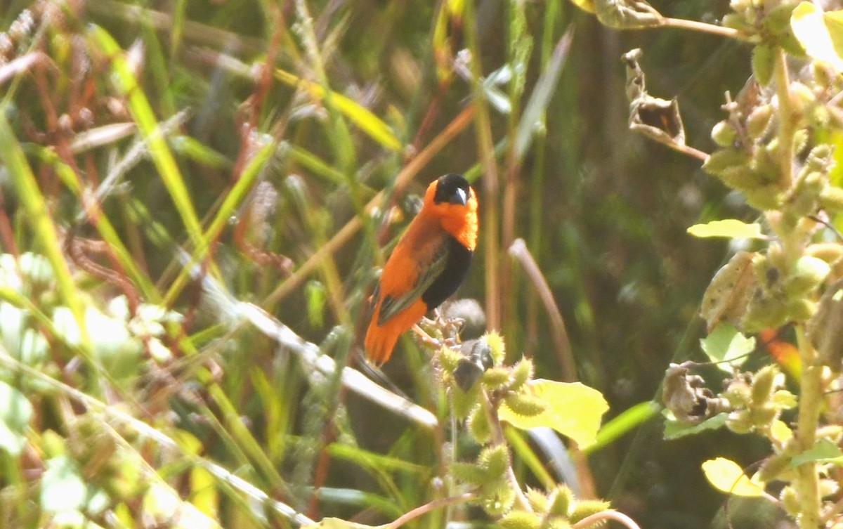 Vescovo arancio - ML624208840