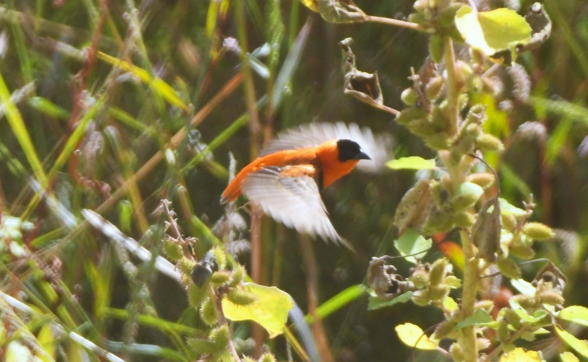 Northern Red Bishop - John Dreves