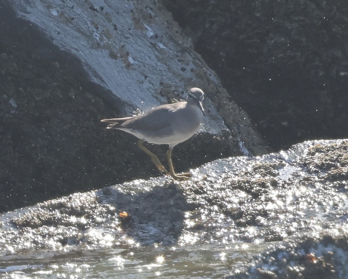 Wandering Tattler - ML624208844