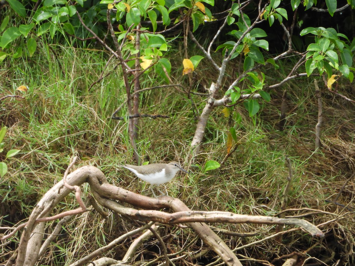 Common Sandpiper - ML624208850