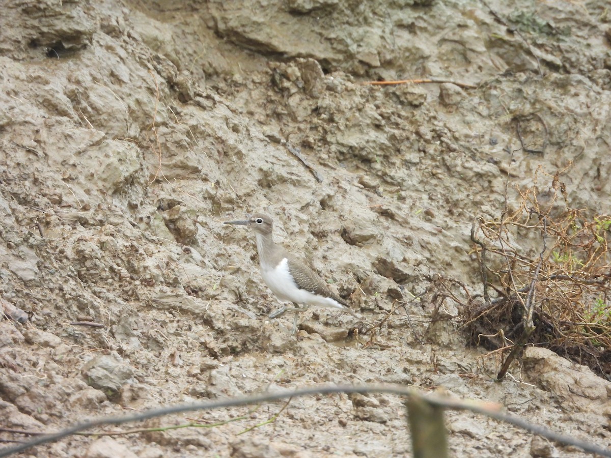 Common Sandpiper - ML624208851