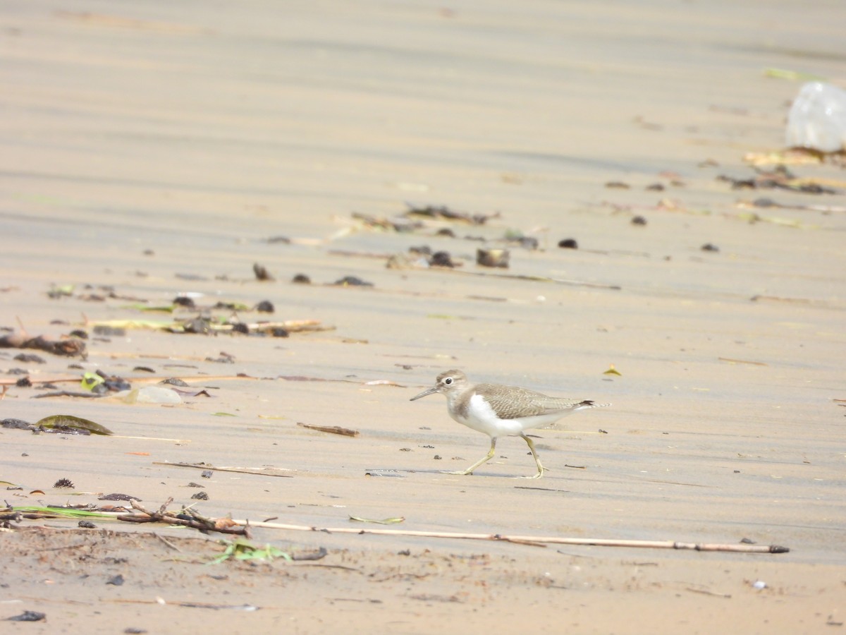 Common Sandpiper - ML624208852