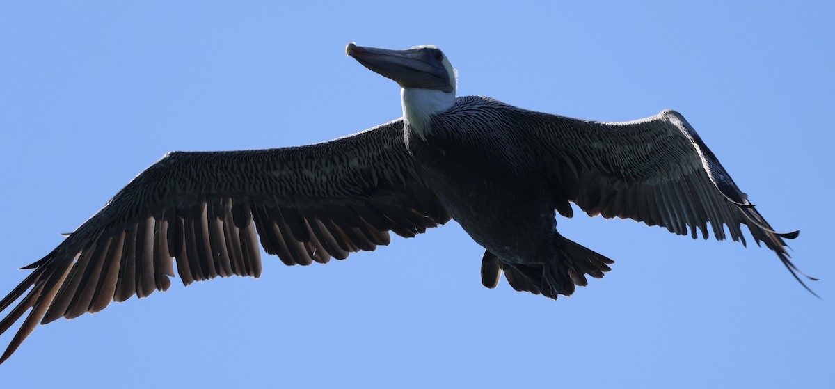 Brown Pelican - ML624208856