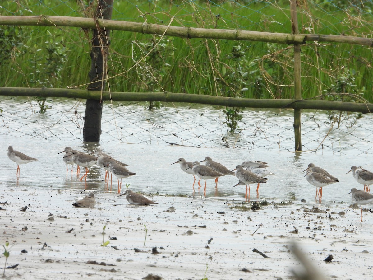 Common Redshank - ML624208870