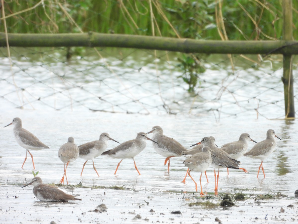 Common Redshank - ML624208871