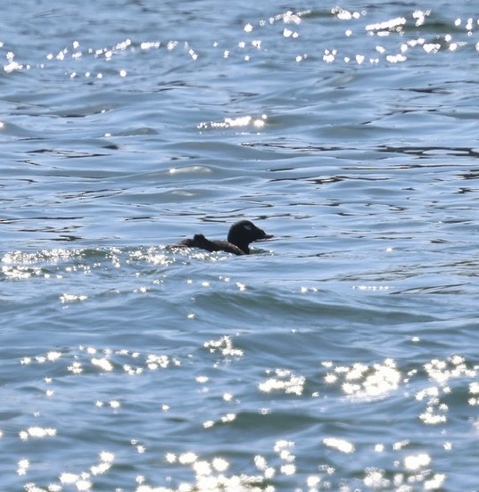 White-winged Scoter - ML624208876