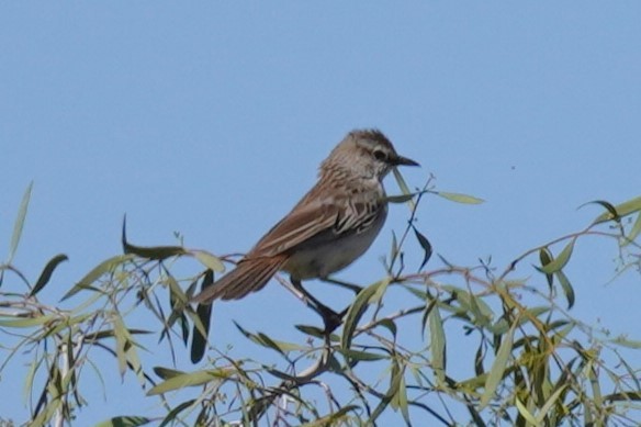 Rufous Songlark - ML624208902