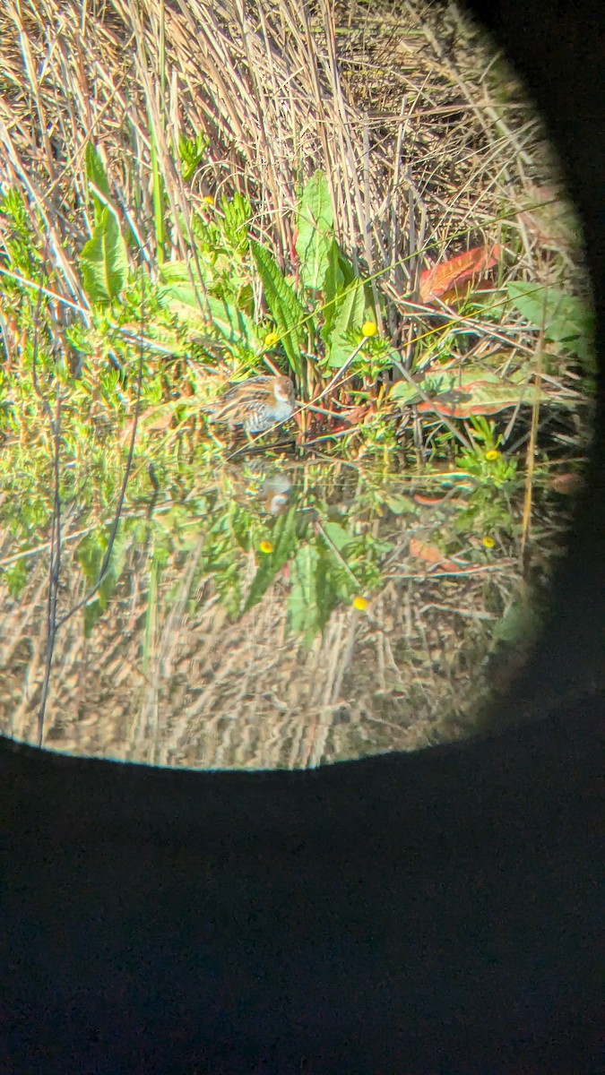 Baillon's Crake - Tom Perrett