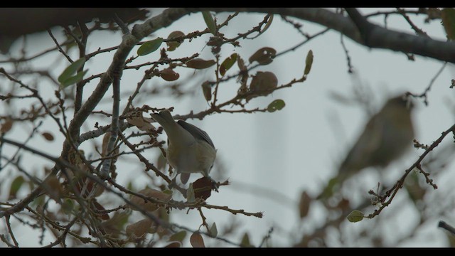 Lucy's Warbler - ML624208936