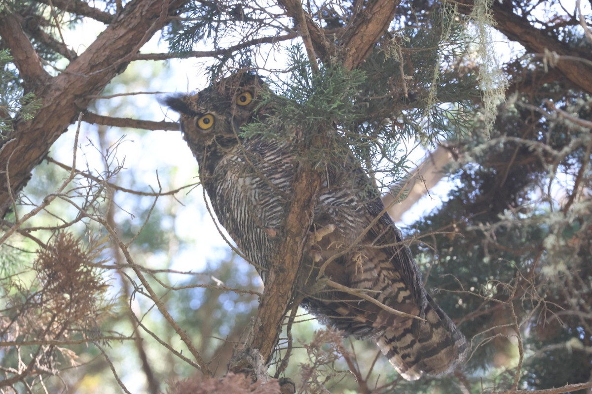 Great Horned Owl - ML624208953