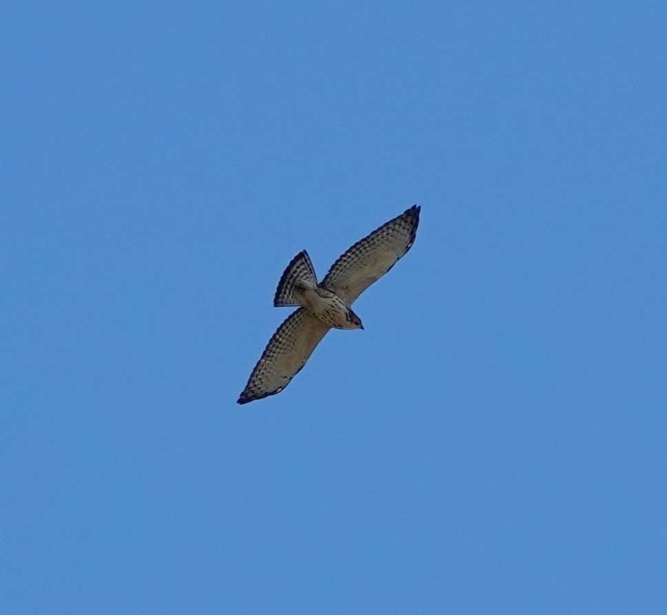 Broad-winged Hawk - ML624208954