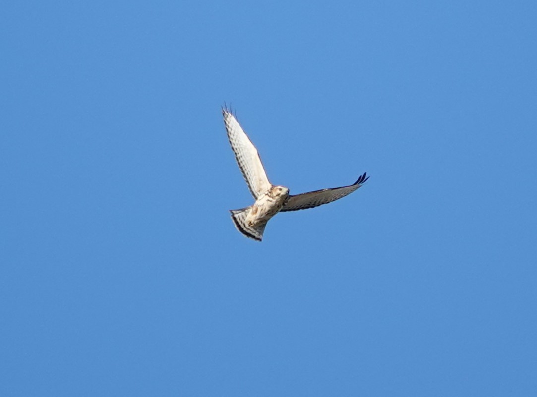 Broad-winged Hawk - ML624208955