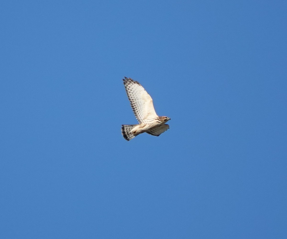 Broad-winged Hawk - ML624208956