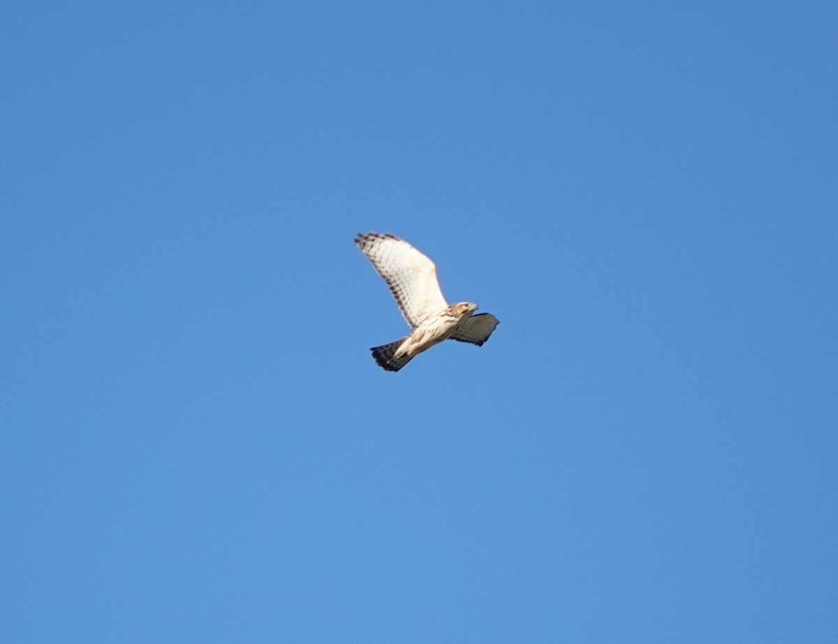 Broad-winged Hawk - Sylvia Afable