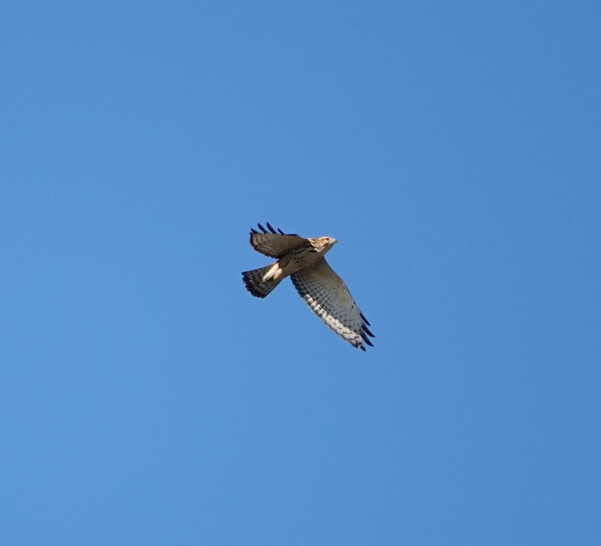 Broad-winged Hawk - ML624208960