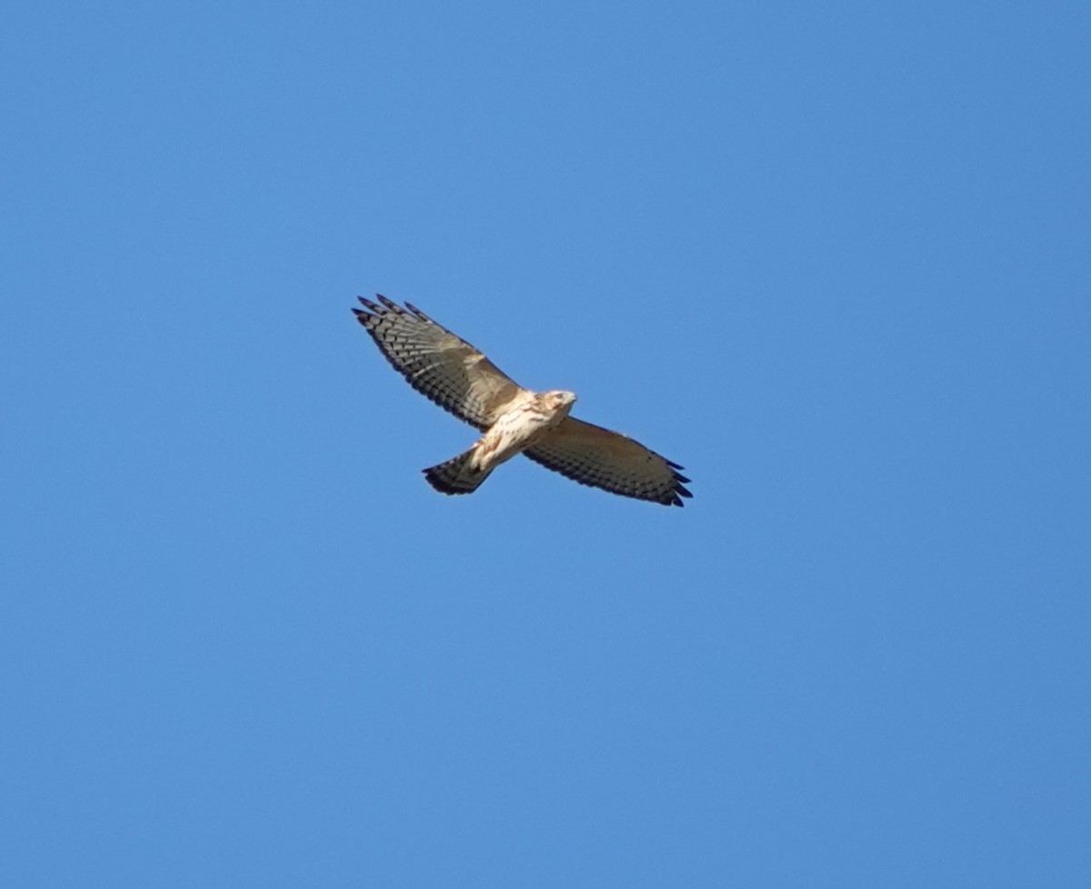 Broad-winged Hawk - ML624208961