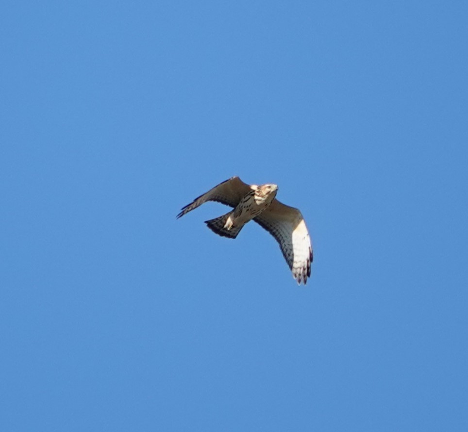 Broad-winged Hawk - ML624208962