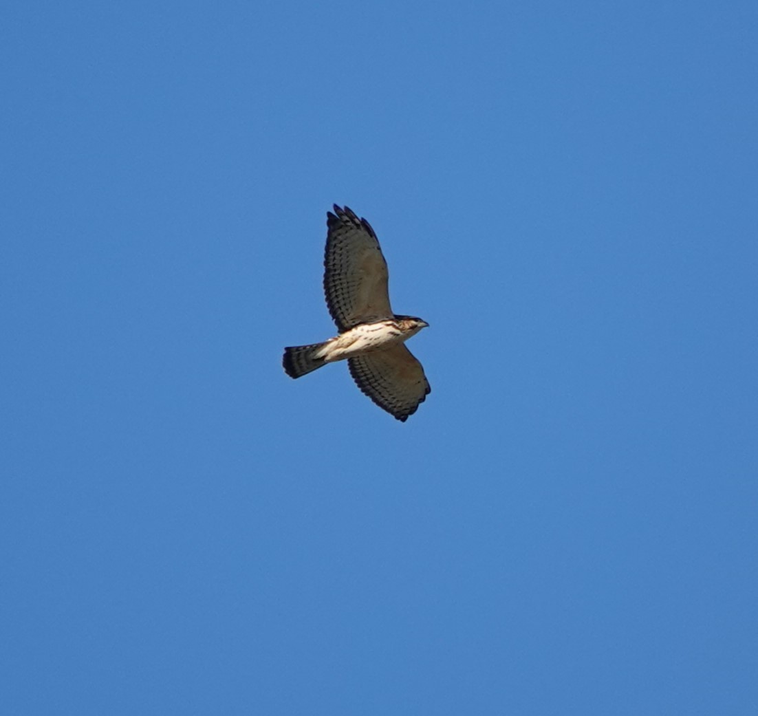 Broad-winged Hawk - ML624208963