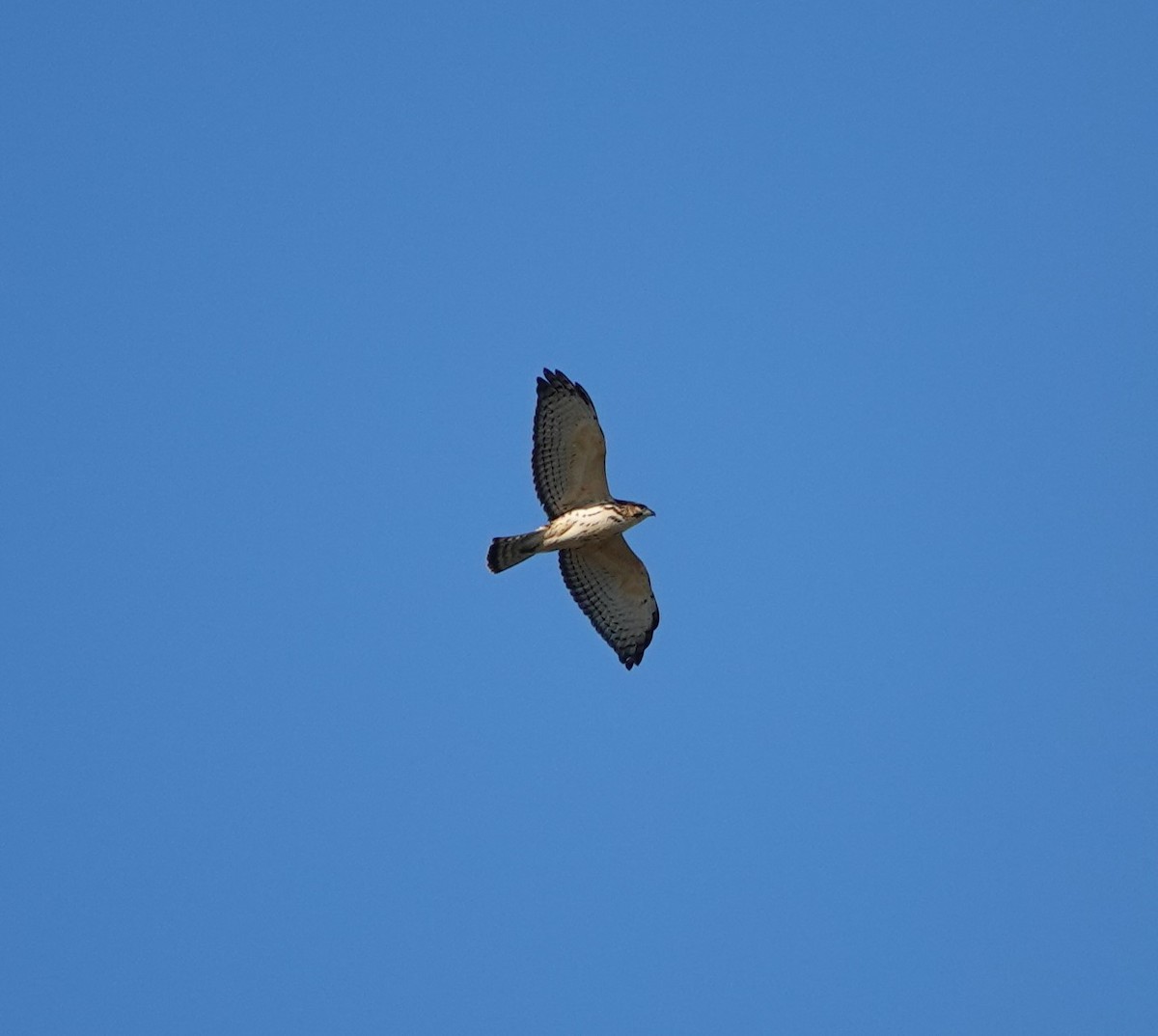 Broad-winged Hawk - ML624208964