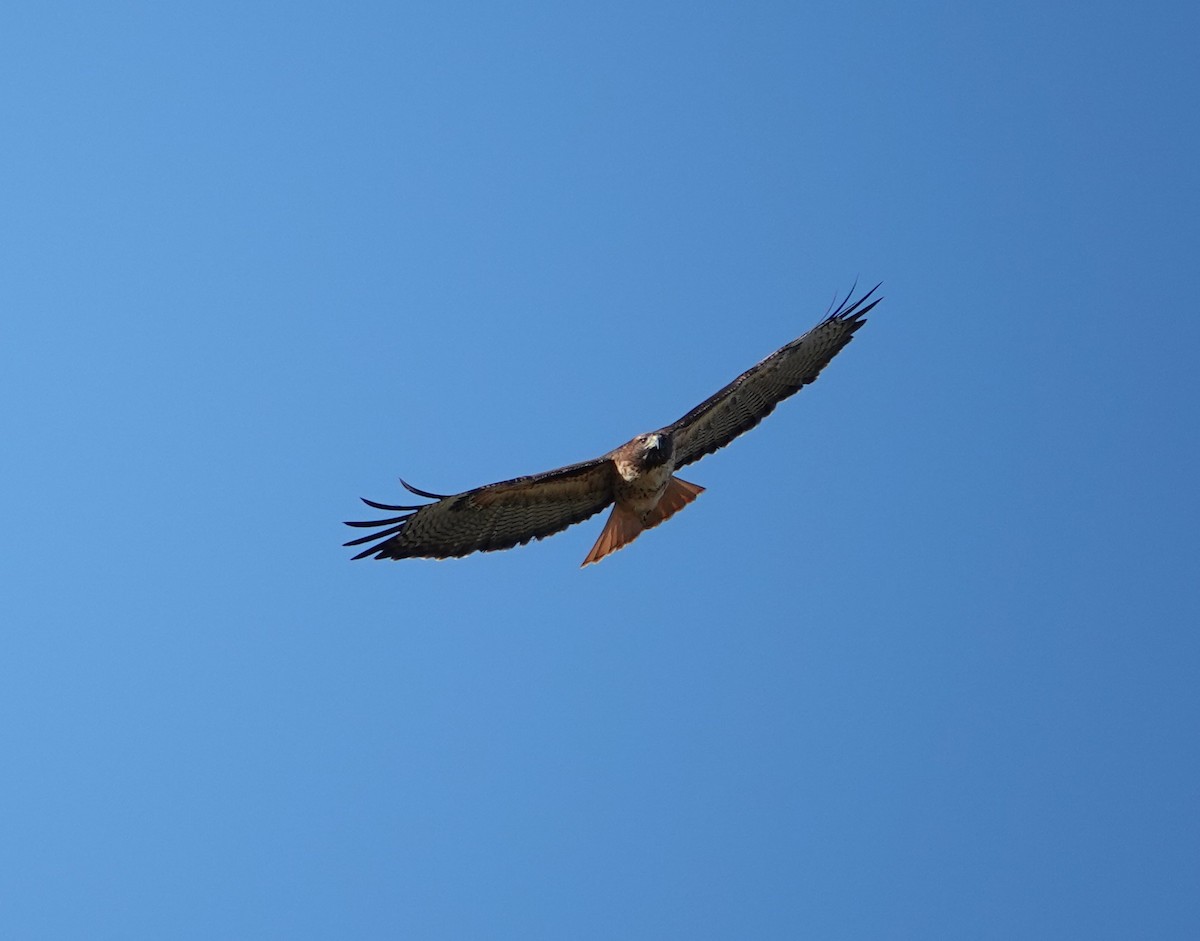 Red-tailed Hawk - ML624208971