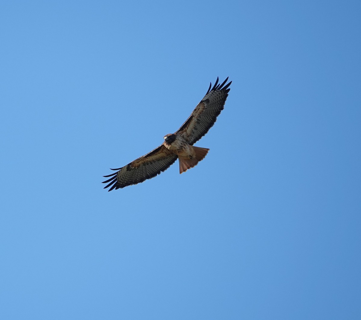 Red-tailed Hawk - ML624208972