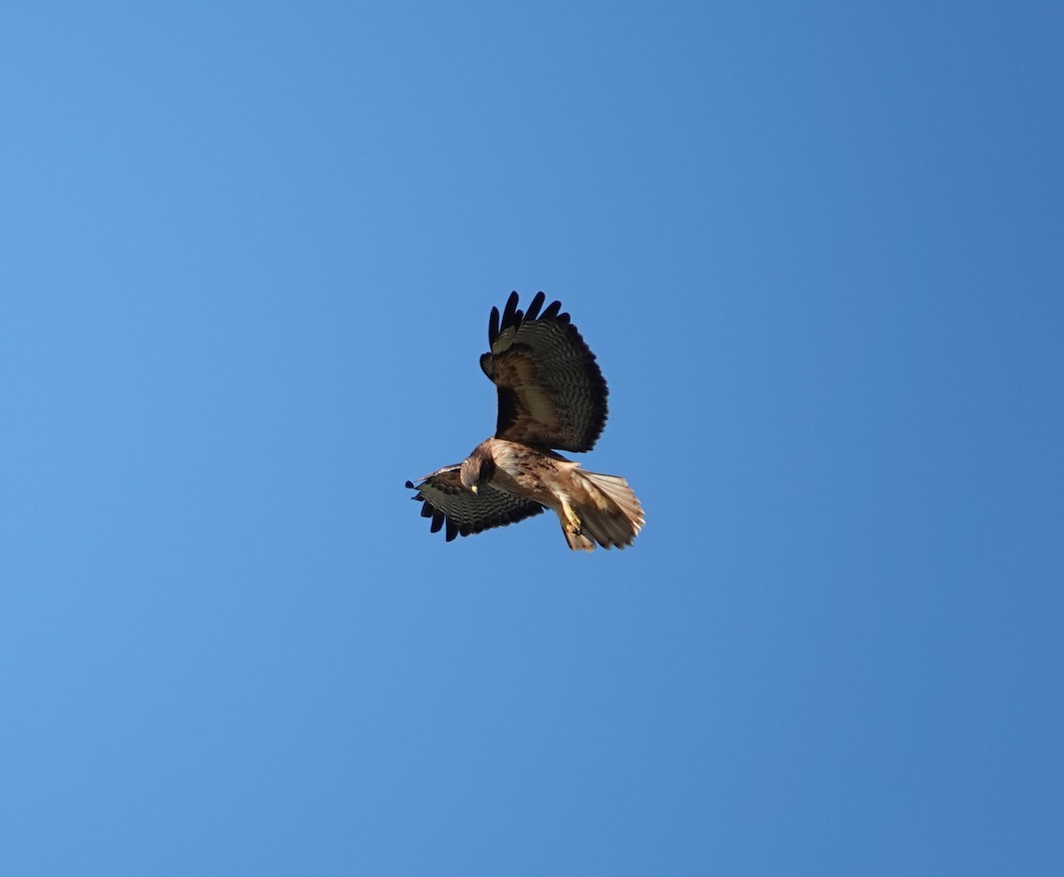 Red-tailed Hawk - ML624208973