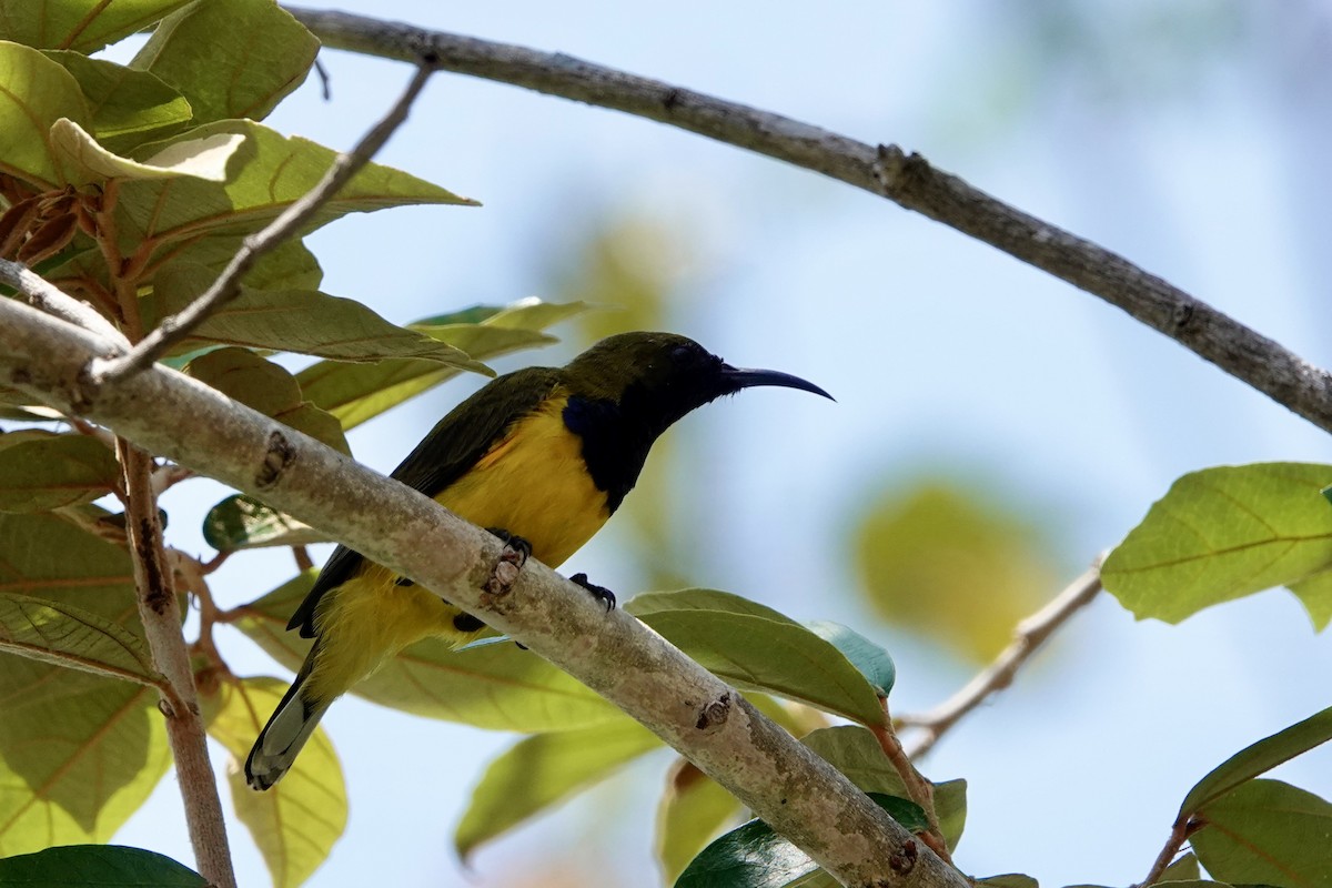 Ornate Sunbird - ML624208981