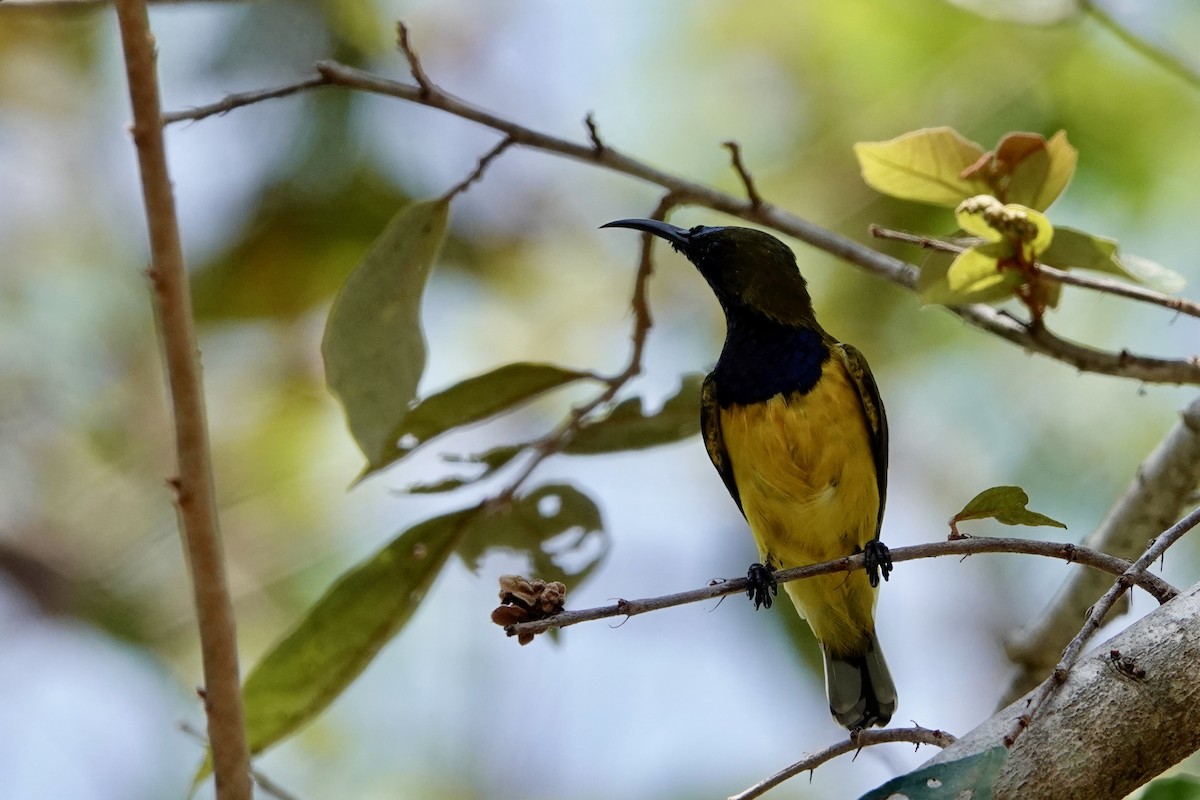 Ornate Sunbird - ML624208982