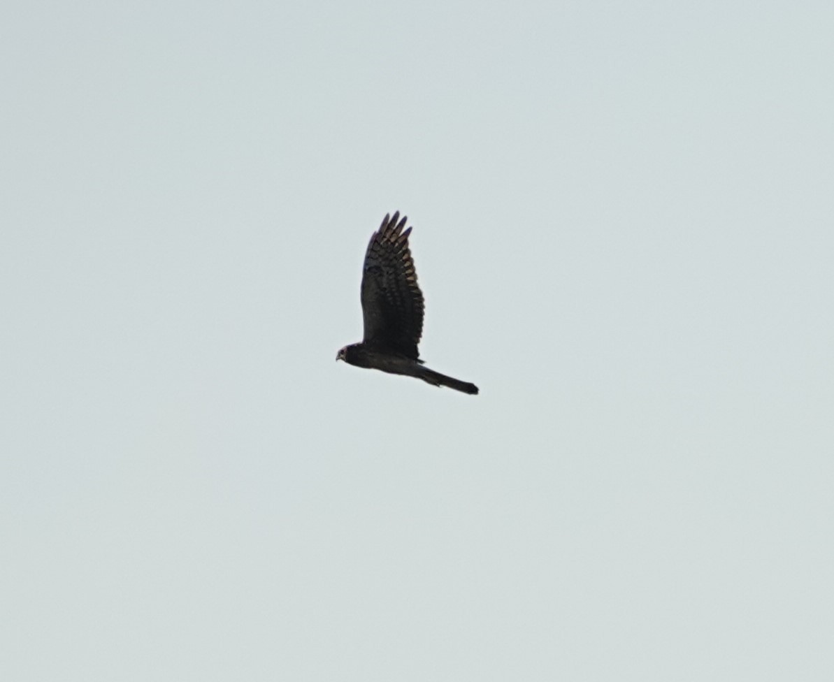 Northern Harrier - ML624208985