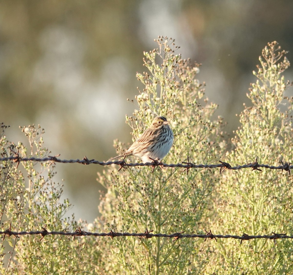 Savannah Sparrow - ML624208996